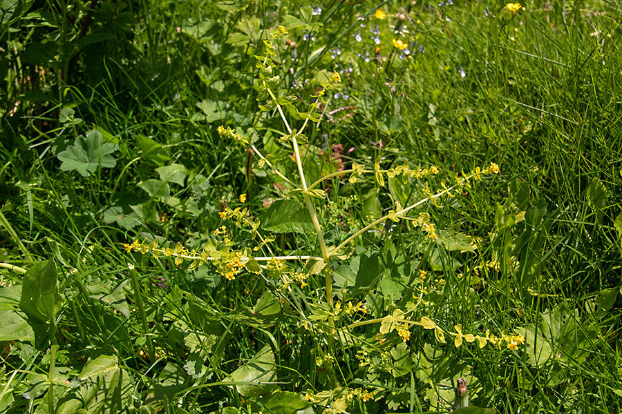 Alpski goltec
Alpski goltec na planini za Liscem.
Ključne besede: alpski goltec tozzia alpina