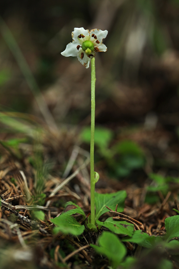 Navadna enocvetka
Navadna enocvetka, katere cvetovi že počasi venijo. Pravzaprav je bila edini še uporaben primerek za fotografiranje. Jelovica.
Ključne besede: navadna enocvetka moneses uniflora