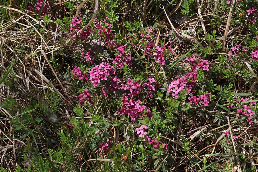 Dišeči volčin
Ob poti je že od daleč dišalo po dišečem volčinu. Dolina Rezija.
Ključne besede: dišeči volčin daphne cneorum