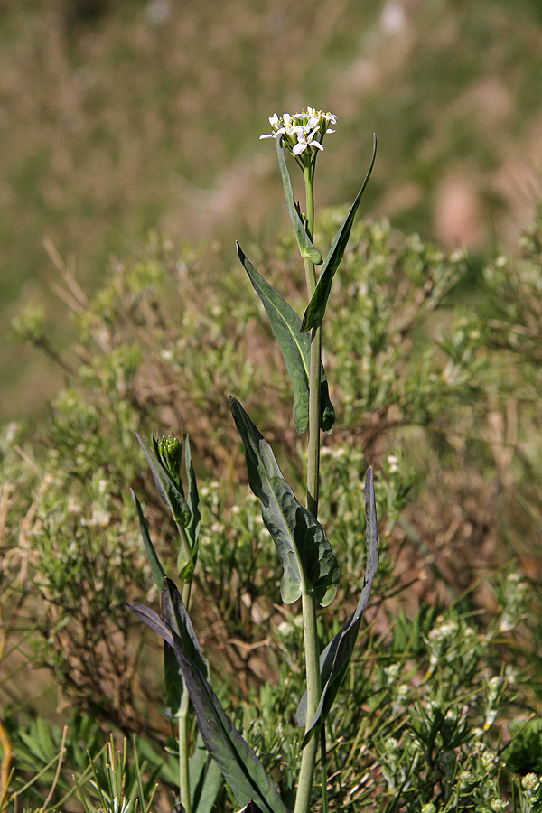 Malocvetni repnjak
Pognal je tudi malocvetni repnjak, ki je pri nas precej redek.
Ključne besede: malocvetni repnjak arabis pauciflora