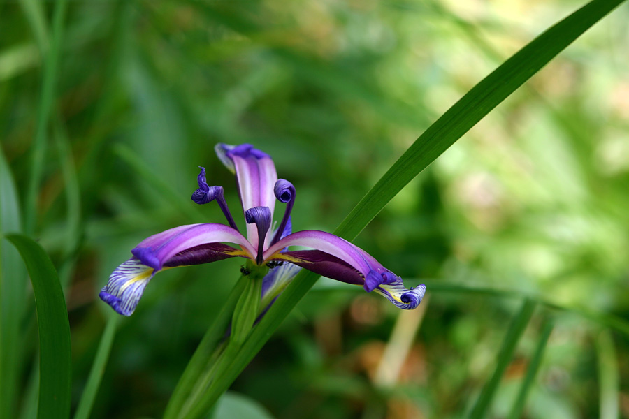 Travnolistna perunika II
Travnolistna perunika (Iris graminea).Cveti v izjemnih barvah. Nekaj jih raste tik ob Bohinjski Bistrici.
Ključne besede: travnolistna perunika iris graminea
