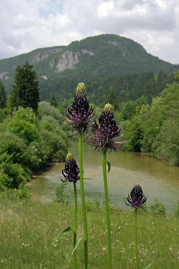 Jajčasti repuš
Jajčasti repuš (Phyteuma ovatum) s pogledom na Savo ob Bohinjski Bistrici. Zadaj je priljubljen hrib Rudnica.
Ključne besede: jajčasti repuš phyteuma ovatum