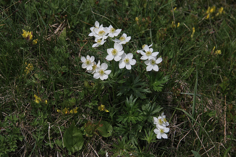 Kobulasta vetrnica II.
Kobulasta vetrnica. 
Ključne besede: kobulasta vetrnica anemone narcissiflora