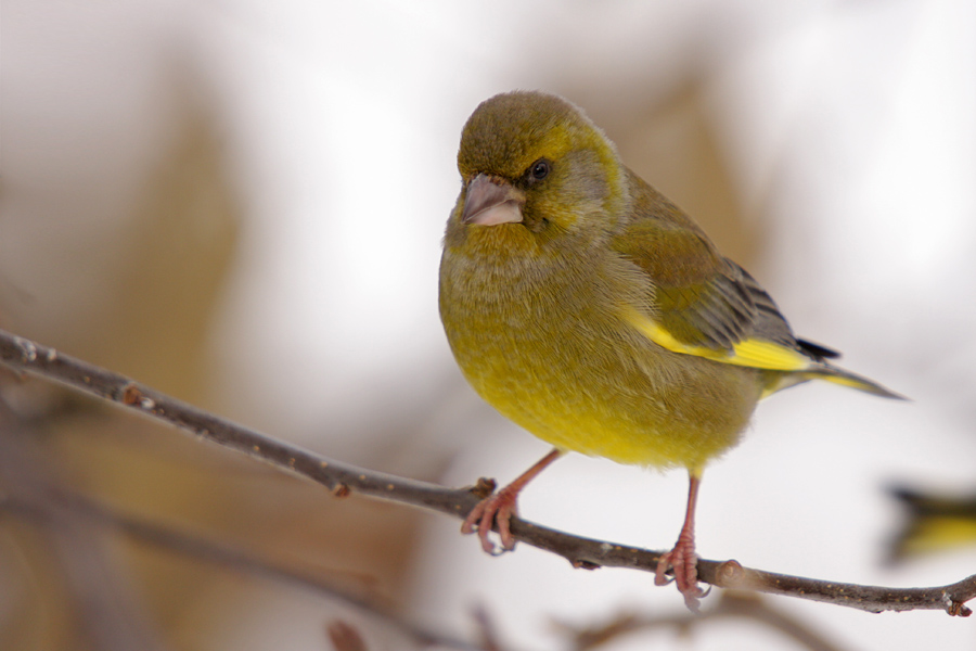 Zelenček
Zelenec med postankom pred krmilnico.
Ključne besede: zelenec carduelis chloris