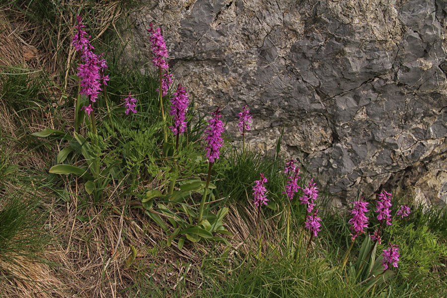 Zvezdnata kukavica
Skoraj na vrhu Koble.
Ključne besede: zvezdnata kukavica orchis mascula subsp. speciosa