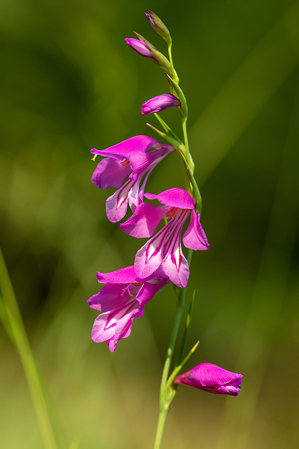 Močvirski meček
Močvirski meček.
Ključne besede: močvirski meček gladiolus palustris