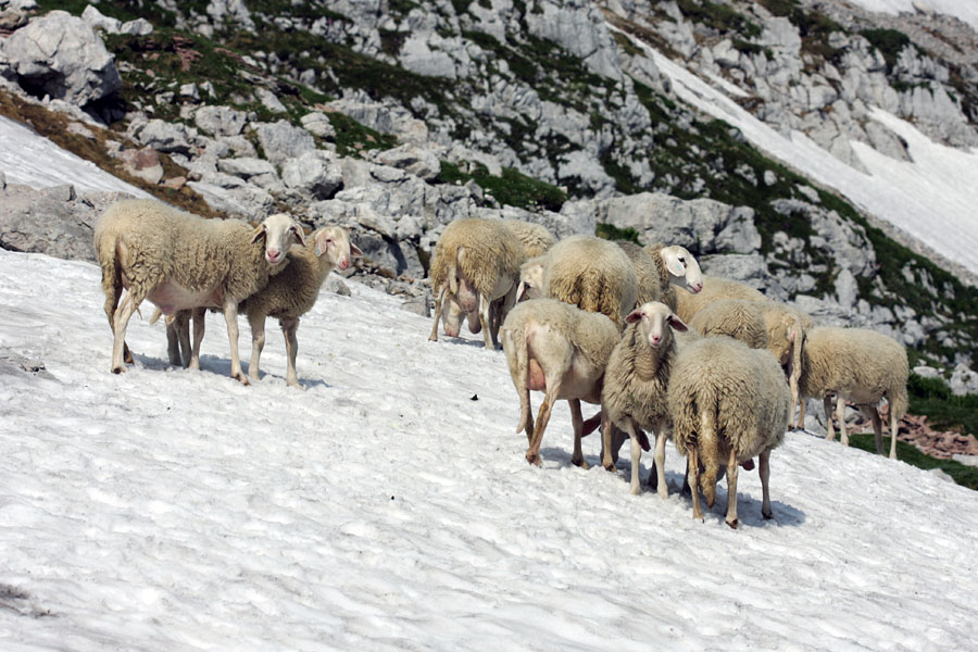 Hlajenje
Na tej strani so ponavadi divje živali. Ovce na sliki pa so tako zavzeto iskale ohladitev v snegu, da si vsekakor zaslužijo svojo sliko tu. Pod Krnom.
Ključne besede: ovce krn