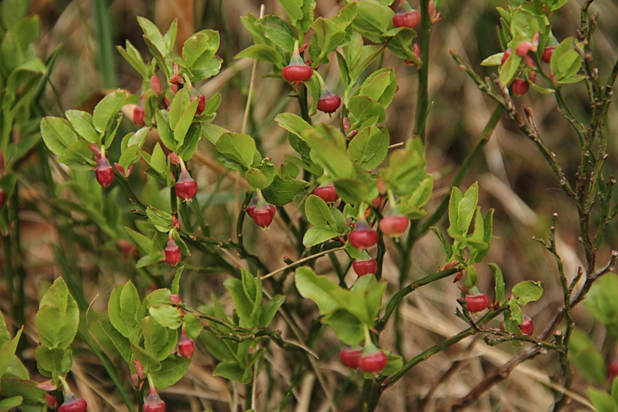 Borovnice
Cvetovi borovnice.
Ključne besede: borovnica vaccinium myrtillus