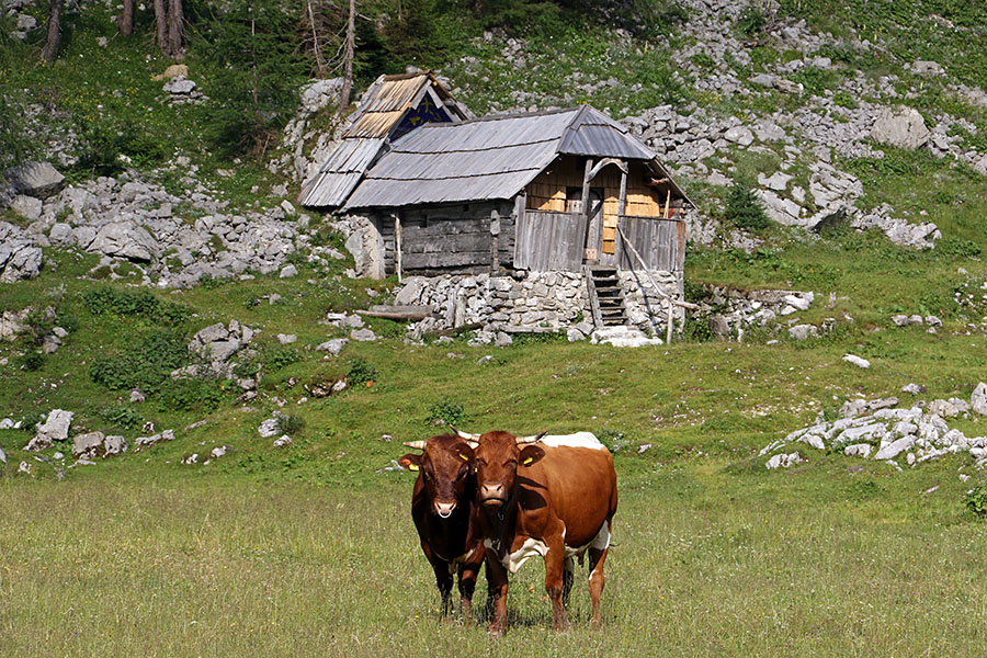 Ferdo in Pisana
Bikec Ferdo in kravica Pisana. Pred gorsko kapelico na Velem polju.
Keywords: velo polje