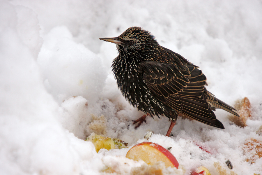 Lačni škorec II.
Lačni škorec na našem vrtu.
Ključne besede: škorec sturnus vulgaris