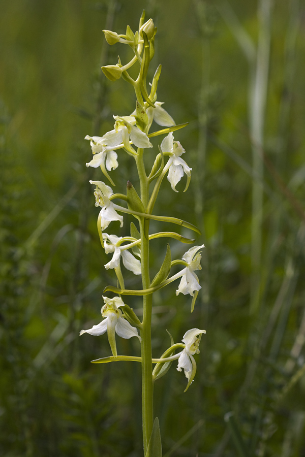 Dvolistni  vimenjak
Dvolistni vimenjak pod Rudnico.
Ključne besede: dvolistni vimenjak platanthera bifolia