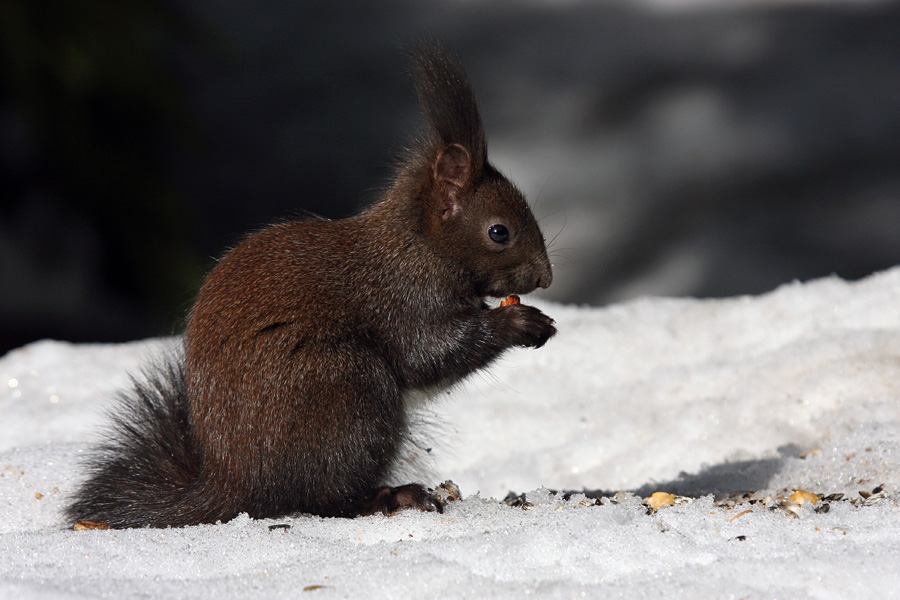 Veverica
Pri obedu. Na Pokljuki.
Ključne besede: veverica sciurus vulgaris