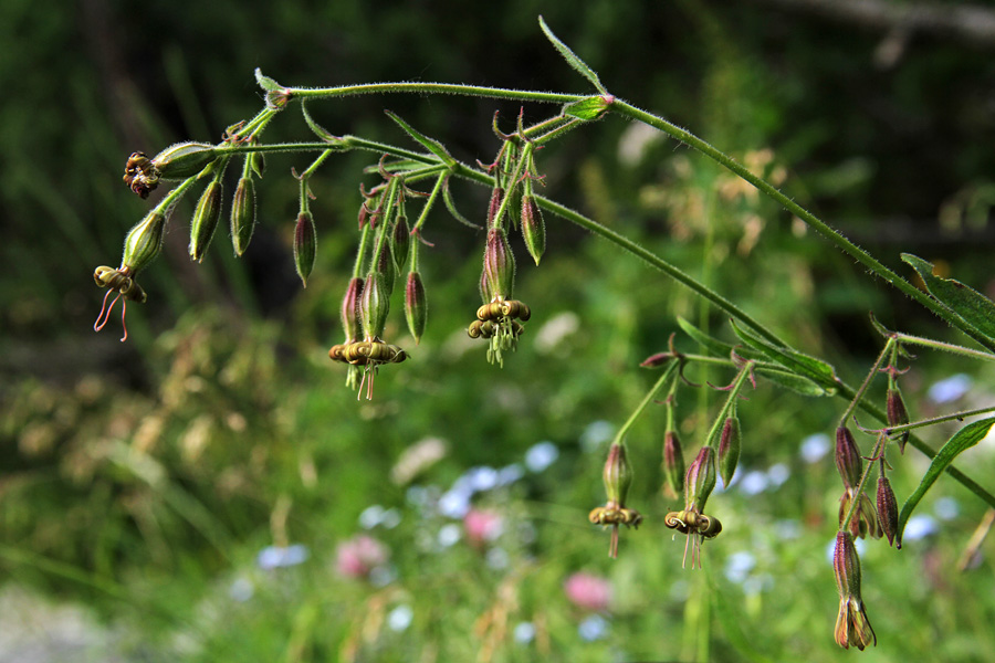 Kimasta lepnica
Kimasta lepnica nad planino v Lazu.
Ključne besede: kimasta lepnica silene nutans