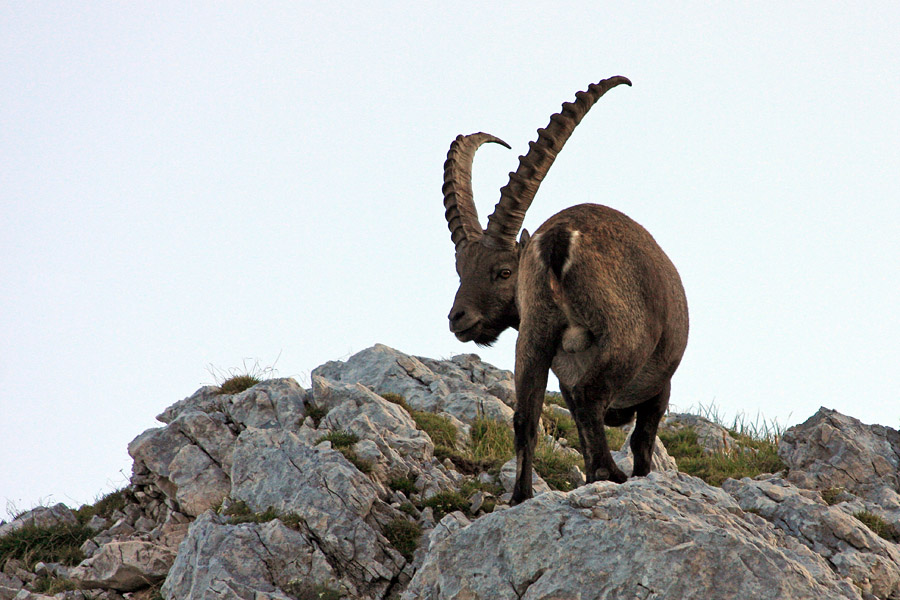 Pred pripeko
Kozorogi so se pasli zgodaj zjutraj preden je pričelo žgati sonce. Na Kriških podih. 
Ključne besede: kozorog capra ibex ibex
