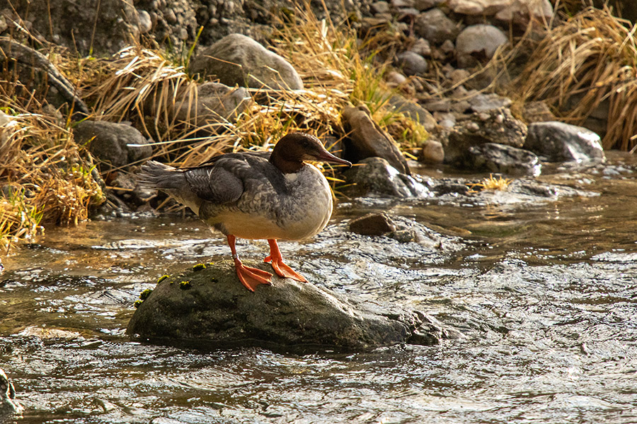 Veliki žagar
Veliki žagar (samica) v potoku za našo hišo.
Ključne besede: veliki žagar mergus merganser