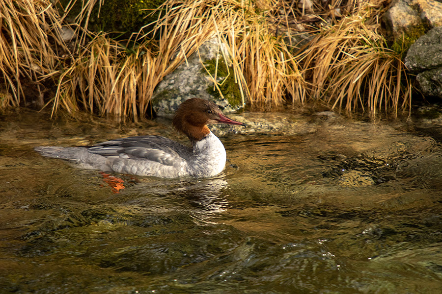Veliki žagar
Veliki žagar (samica) v potoku za našo hišo.
Ključne besede: veliki žagar mergus merganser