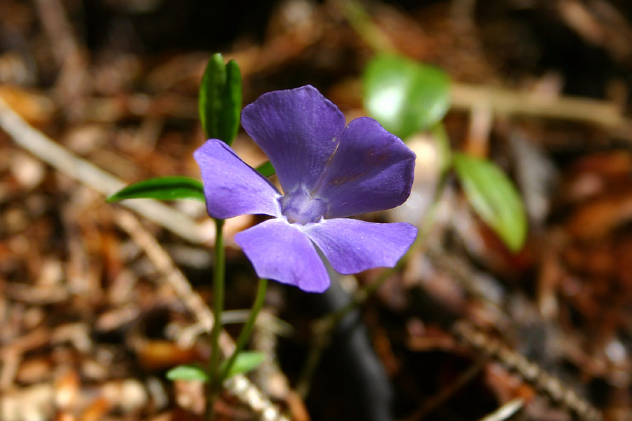 Navadni zimzelen
Navadni zimzelen. Rudnica - Bohinj.
Ključne besede: navadni zimzelen vinca minor