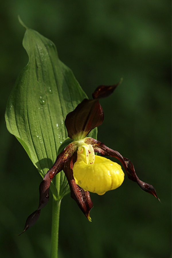 Lepi čeveljc
Po vsakem dežju posije sonce ...
Ključne besede: lepi čeveljc cypripedium calceolus