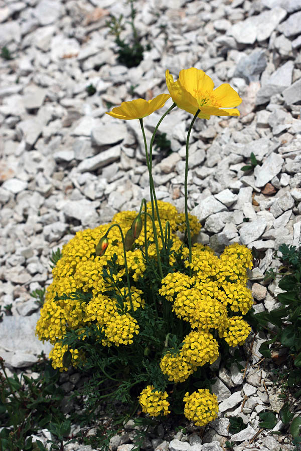 Rumena družba
Petkovškov mak (Papaver alpinum ssp. victoris) v družbi obirskega grobeljnika (Alyssum ovirense). Nad jezerom v Lužnici.
Ključne besede: petkovškov mak papaver alpinum victoris obirski grobeljnik alyssum ovirense
