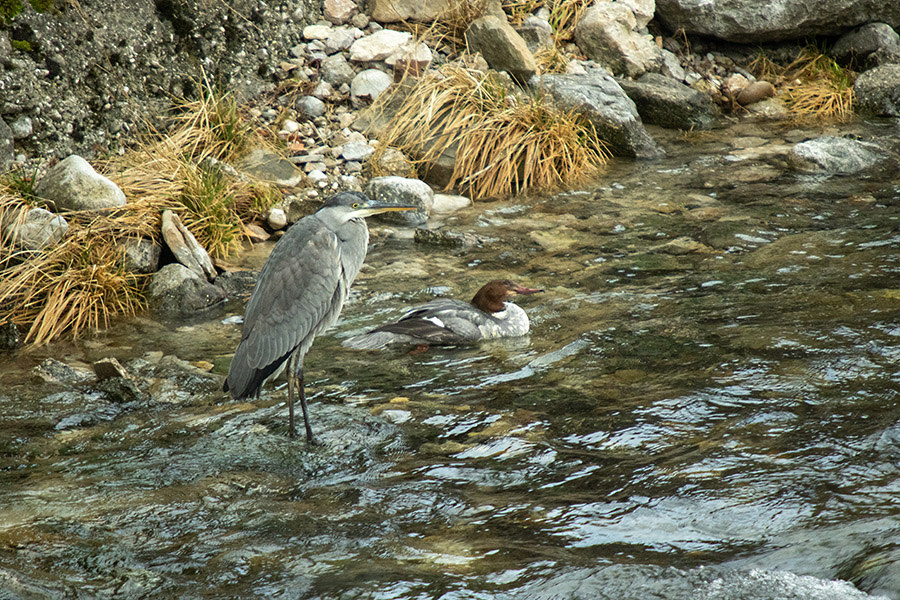 Siva čaplja in veliki žagar
V potoku za našo hišo.
Ključne besede: siva čaplja ardea cinerea veliki žagar mergus merganser