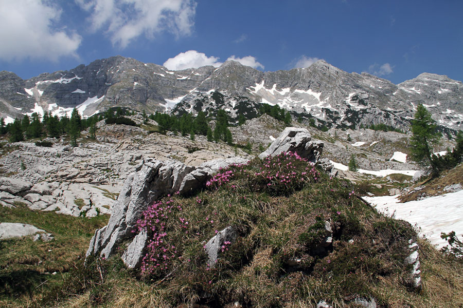 Špičje
Veliko in Malo Špičje z doline Triglavskih jezer. Skalo spredaj pa krasi navadni slečnik.
Ključne besede: malo veliko špičje dolina triglavskih jezer slečnik rhodothamnus chamaecistus