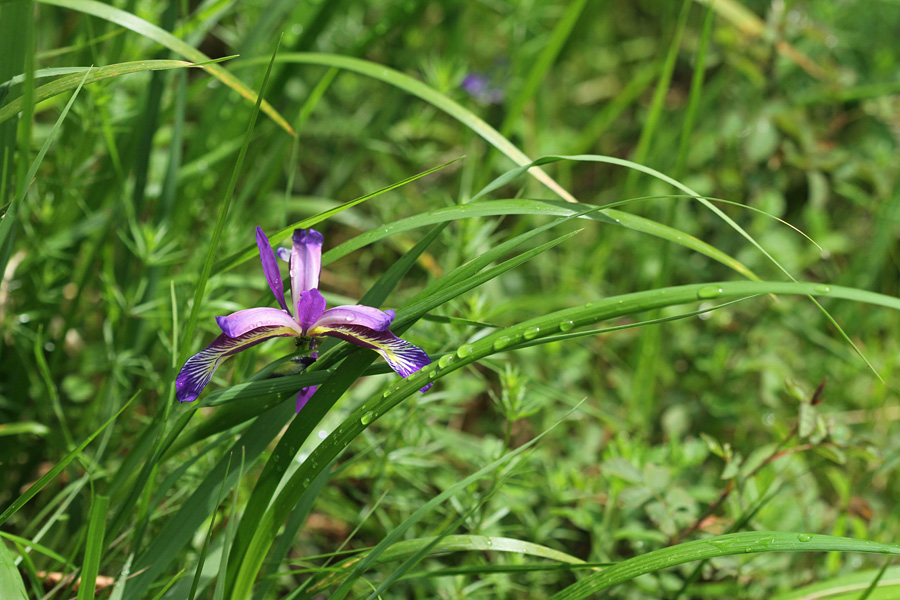 Travnolistna perunika
Travnolistna perunika.
Ključne besede: travnolistna perunika iris graminea