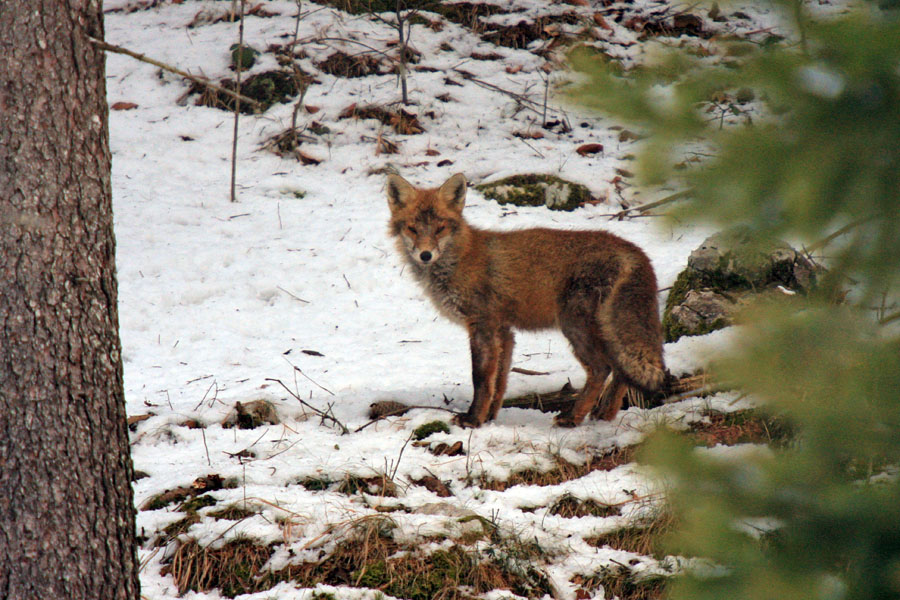 Lisička
Pa še ena s srečanja z lisico.
Ključne besede: lisica vulpes vulpes