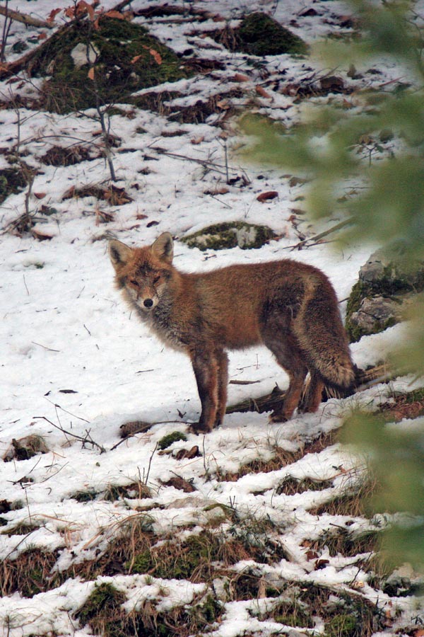 Lisica
Kratko srečanje z lisico. 
Ključne besede: lisica vulpes vulpes
