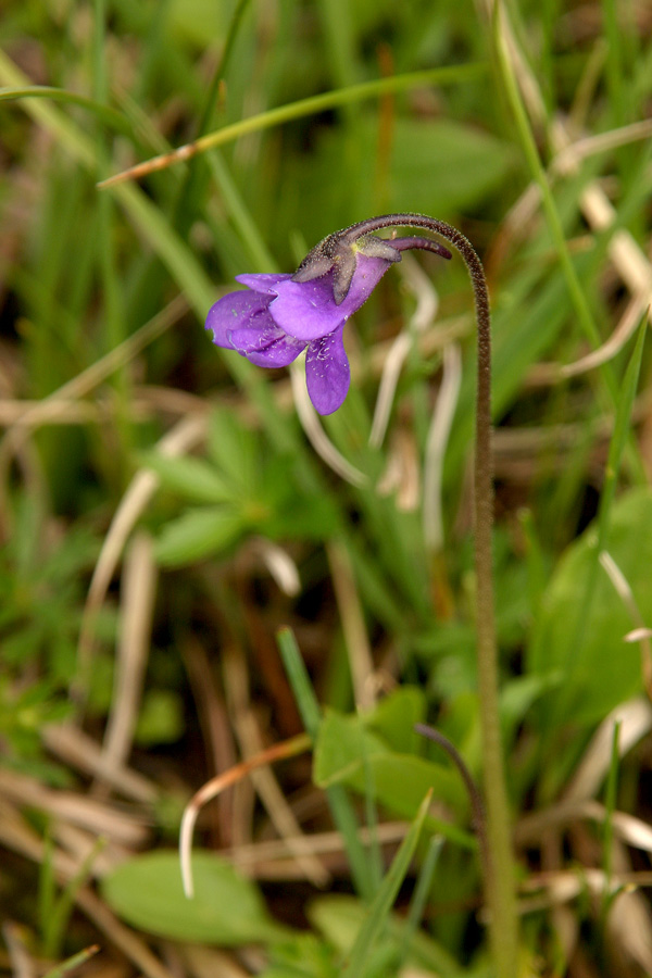 Navadna mastnica
Navadna mastnica (Pinguicula vulgaris). Čeprav je "navadna" mastnica jo srečamo veliko redkeje kot npr. alpslo mastnico. Barja na Pokljuki.
Ključne besede: navadna mastnica pinguicula vulgaris