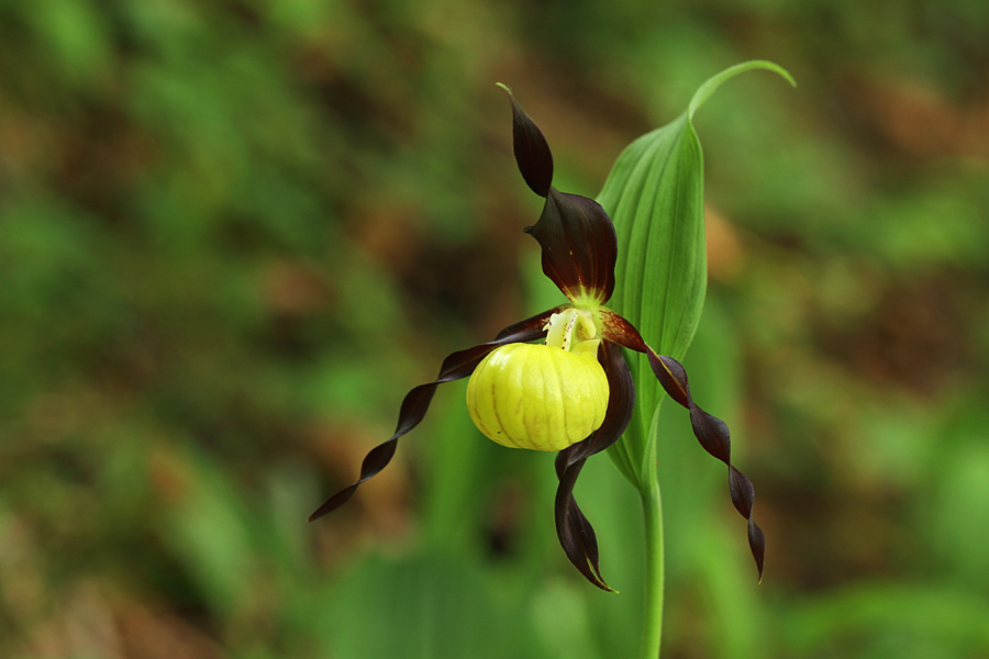 Lepi čeveljc
S posvedranimi listi ...
Ključne besede: lepi čeveljc cypripedium calceolus