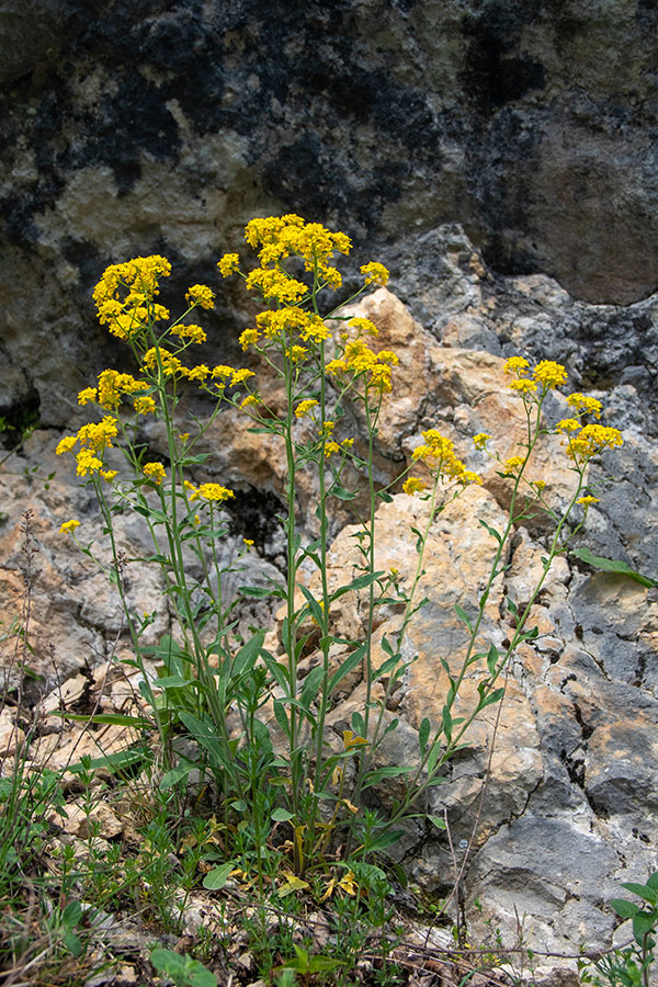 Kamna zlatenka
Kamna zlatenka.
Ključne besede: kamna zlatenka aurinia petraea