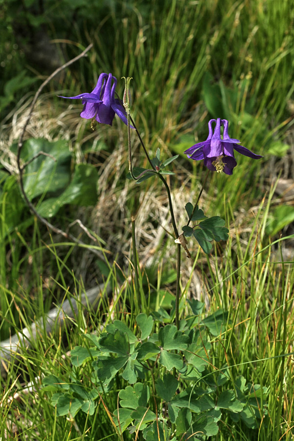 Črnikastovijoličasta orlica
Črnikastovijoličasta orlica.
Ključne besede: črnikastovijoličasta orlica aquilegia atrata