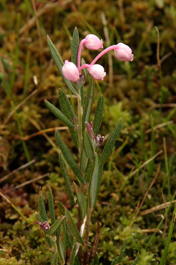 Navadna rožmarinka
Navadna rožmarinka (Andromeda polifolia). Raste na Pokljuških barjih.
Ključne besede: navadna rožmarinka andromeda polifolia