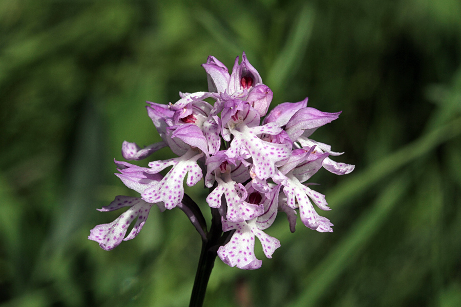 Trizoba kukavica
Trizoba kukavica.
Ključne besede: trizoba kukavica orchis tridentata