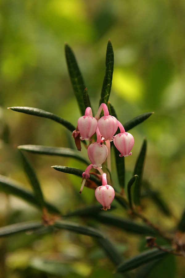 Navadna rožmarinka
Navadna rožmarinka (Andromeda polifolia). Barja na Pokljuki.
Ključne besede: Navadna rožmarinka andromeda polifolia