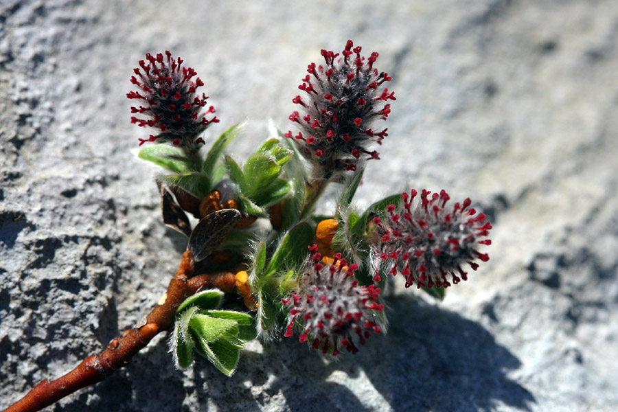 Alpska vrba
Alpska vrba.
Ključne besede: alpska vrba salix alpina