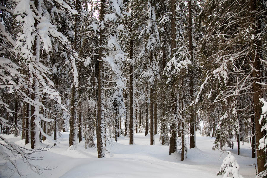 Pokljuški gozdovi
Na planini Jelje.
Ključne besede: planina jelje pokljuka