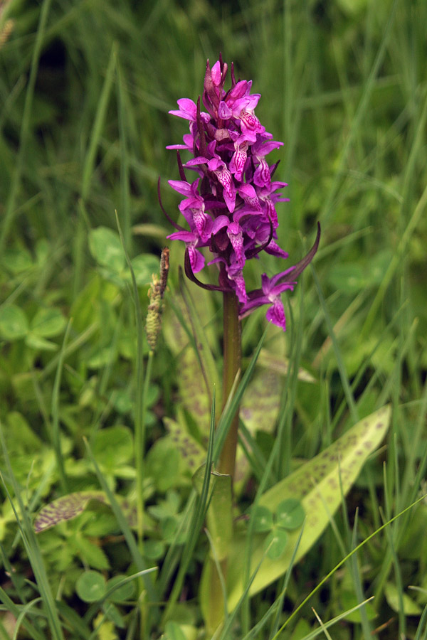 Prstasta kukavica (Dactylorhiza) majska? (majalis)
Kukavic je precej vrst in jih je težko ločiti med seboj. Veliko teh lepotic je trenutno na Pokljuki.

Ključne besede: prstasta kukavica dactylorhiza majska majalis