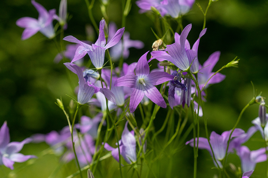 Razprostrta zvončica
Razprostrta zvončica.
Ključne besede: razprostrta zvončica campanula patula