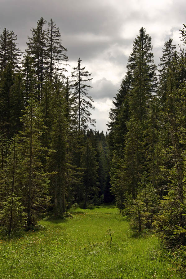 Vabilo v gozd
Vabilo v Bohinjske gozdove...
Ključne besede: gozd bohinj