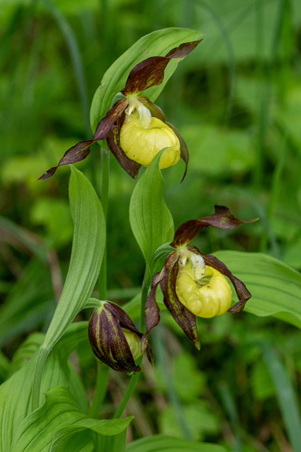 Lepi čeveljc
Lepi čeveljc.
Ključne besede: lepi čeveljc cypripedium calceolus