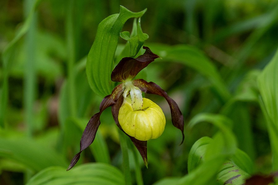 Lepi čeveljc
Lepi čeveljc.
Ključne besede: lepi čeveljc cypripedium calceolus