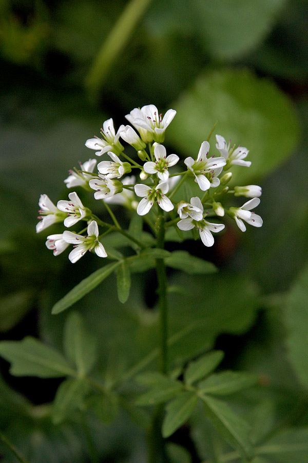 Grenka penuša
Grenka penuša (Cardamine amara). Raste na obronkih močvirij na Pokljuki.
Ključne besede: grenka penuša cardamine amara