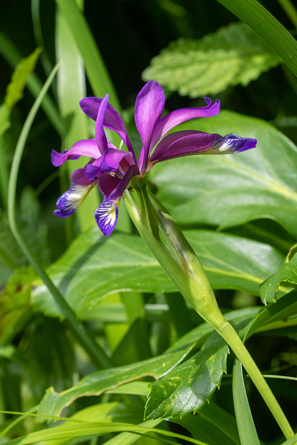 Travnolistna perunika
Travnolistna perunika.
Ključne besede: travnolistna perunika iris graminea