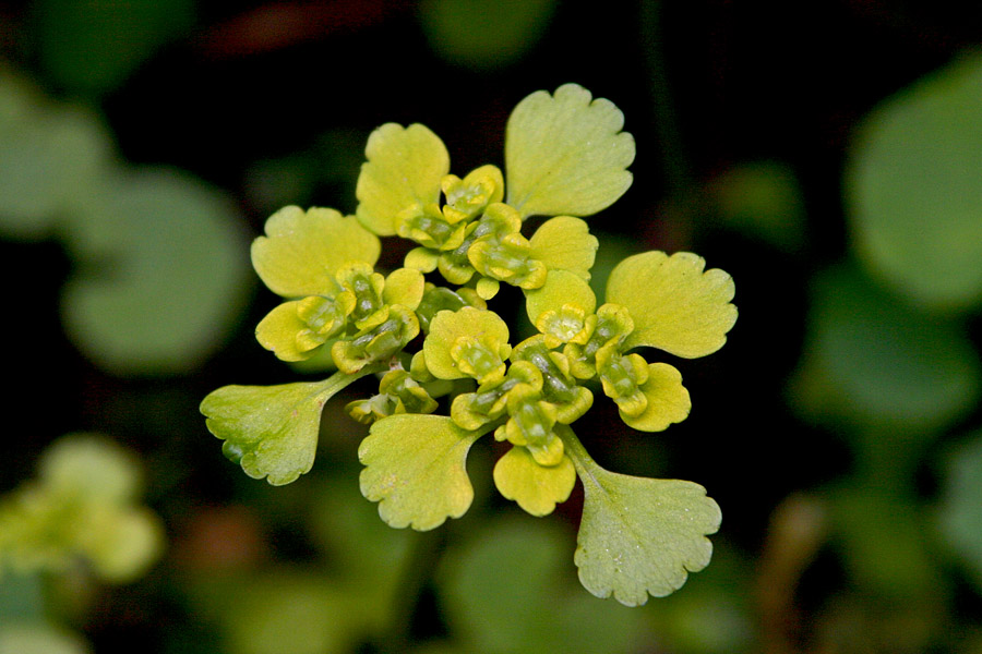 Premenjalnolistni vraničnik
Premenjalnolistni vraničnik (Chrysosplenium alternifolium). Pokljuški gozdovi.
Ključne besede: premenjalnolistni vraničnik chrysosplenium alternifolium