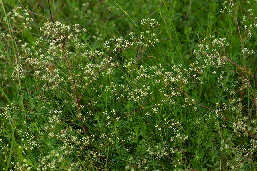 Sinjezelena trinija
Kranjska trinija.
Ključne besede: sinjezelena trinija trinia glauca