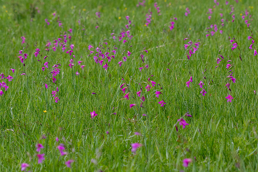 Ilirski meček
Ilirski meček.
Ključne besede: ilirski meček gladiolus illyricus