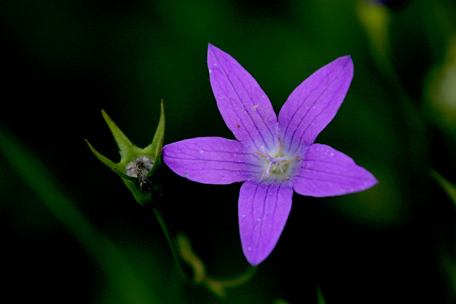 Razprostrta zvončica
Razprostrta zvončica (Campanula patula). Ponavadi jo srečamo na sončnih travnikih, tale pa je rasla v dokaj temnem delu gozda.
Ključne besede: razprostrta zvončica campanula patula