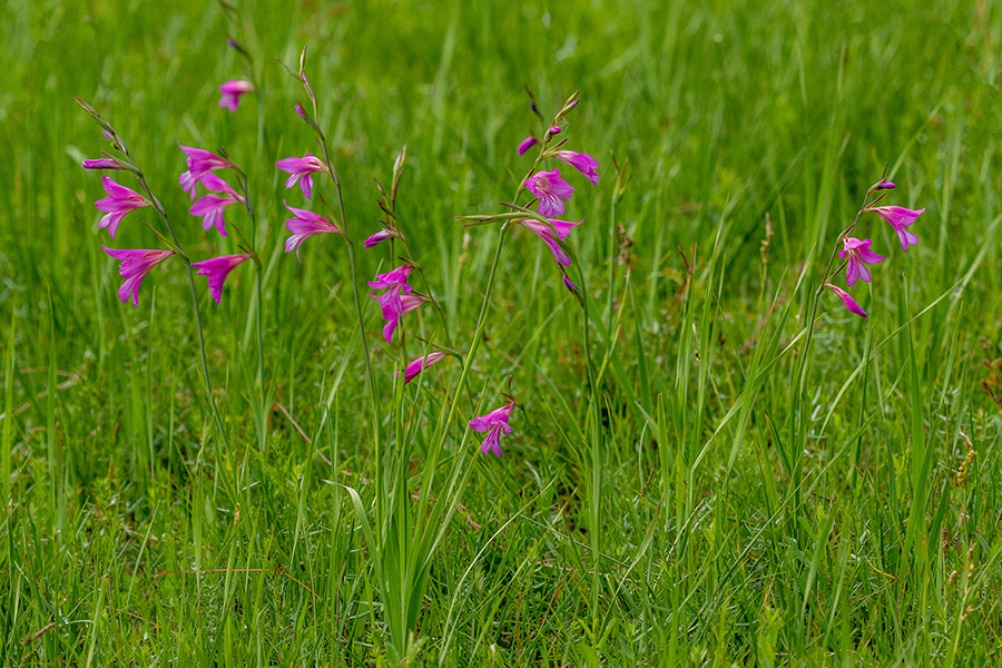 Ilirski meček 
Ilirski meček.
Ključne besede: ilirski meček gladiolus illyricus