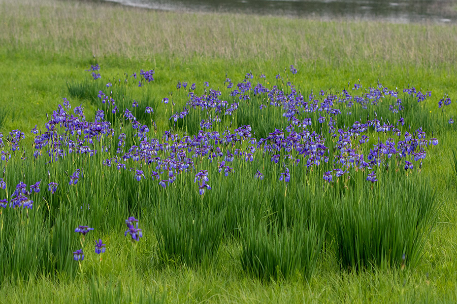 Ilirska perunika
Ilirska perunika.
Ključne besede: ilirska prunika iris pallida ssp. illyrica